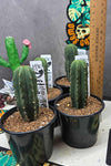 Trichocereus scopulicola