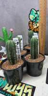 Trichocereus scopulicola
