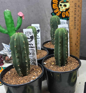 Trichocereus scopulicola