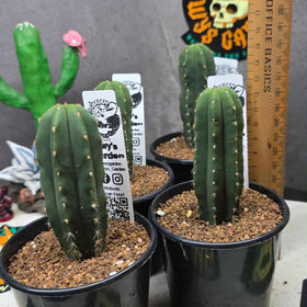 Trichocereus scopulicola