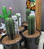 Trichocereus scopulicola