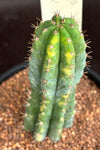Trichocereus peruvianus ‘variegata’