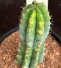 Trichocereus peruvianus ‘variegata’