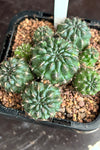 Sulcorebutia species