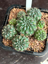 Sulcorebutia species