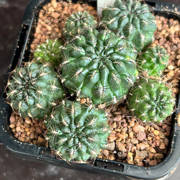 Sulcorebutia species