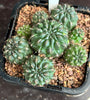 Sulcorebutia species