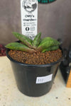 Gasteria hybrid 03
