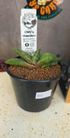 Gasteria hybrid 03