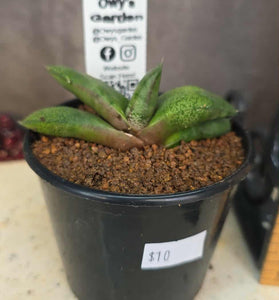 Gasteria hybrid 03
