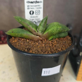 Gasteria hybrid 03