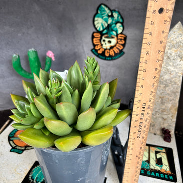 Echeveria agavoides hybrid