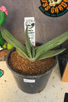 Gasteria hybrid 01