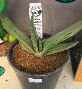 Gasteria hybrid 01