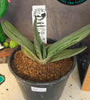 Gasteria hybrid 01