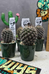 Neoporteria gerocephala