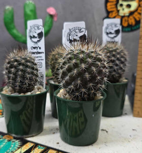 Neoporteria gerocephala