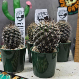 Neoporteria gerocephala