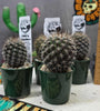 Neoporteria gerocephala