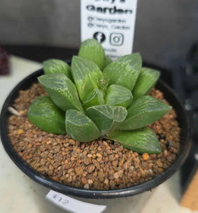 Haworthia sp. Hybrid 09