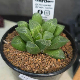 Haworthia sp. Hybrid 09