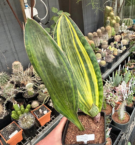 Sansevieria masoniana ‘variegata’