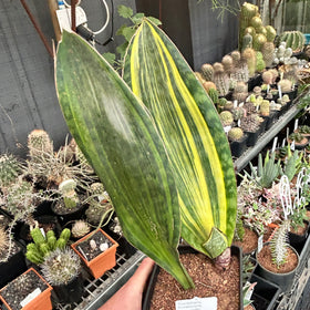 Sansevieria masoniana ‘variegata’