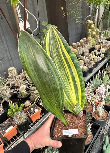 Sansevieria masoniana ‘variegata’