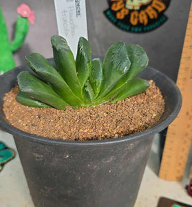 Haworthia truncata