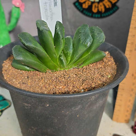 Haworthia truncata