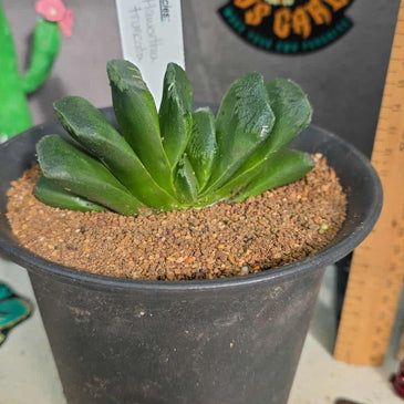 Haworthia truncata