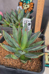 Agave 'burnt burgundy'