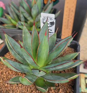 Agave 'burnt burgundy'