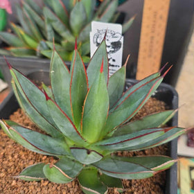 Agave 'burnt burgundy'
