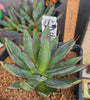 Agave 'burnt burgundy'