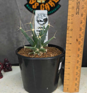 Leuchtenbergia principis