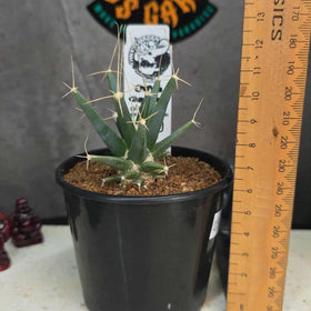 Leuchtenbergia principis