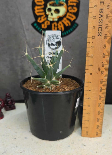 Leuchtenbergia principis