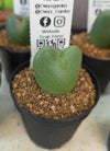 Conophytum bilobum
