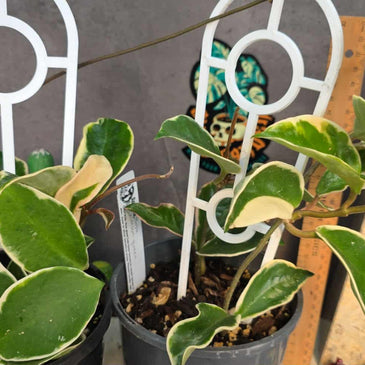 Hoya 'Crimson Queen'