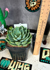 Echeveria sp
