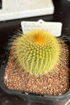 Parodia leninghausii