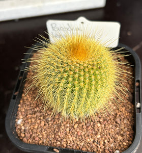 Parodia leninghausii