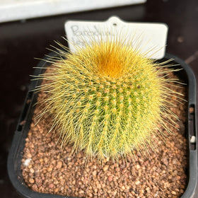 Parodia leninghausii