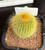 Parodia leninghausii