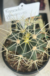 Ferocactus glaucescens