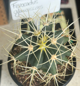 Ferocactus glaucescens