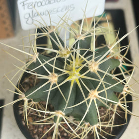 Ferocactus glaucescens