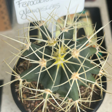 Ferocactus glaucescens