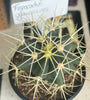 Ferocactus glaucescens